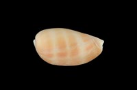 藏品(紫口寶螺)的圖片